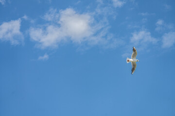 Vol de mouette dans ciel bleu avec nuages légers