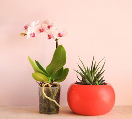 Home flowers  on a light pink background. White orchid and succulent haworthia in red  pots. Green home plants, side view.