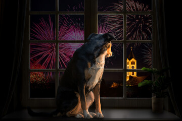 Dog looks out the window and watching the fireworks - Powered by Adobe