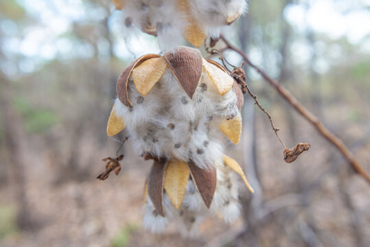 Kapok seed pod