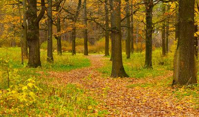 oaks in yellow foliage in the autumn park