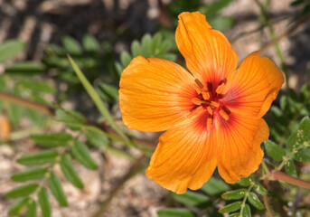 Close-up of bright orange flower with green foliage in background
