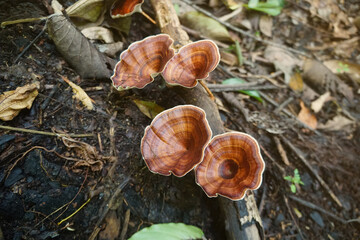 Brown mushrooms Microporus xanthopus (Fr.) Kuntze on branch. The mushrooms are radially streaked, slightly wrinkled, shiny, circular stripes of yellowish brown.