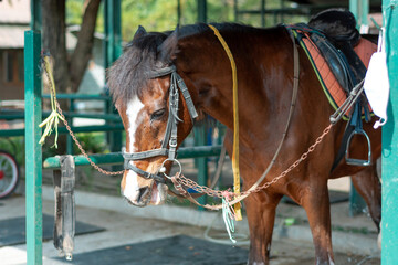 horse in the stable