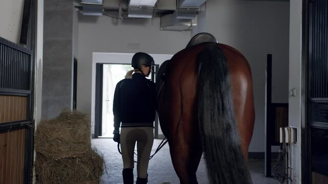 Back view of the female jokey walking with her horse at the medical exam in stable. Taking care of the horses concept
