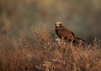 Eurasian Marsh harrier effected by  oil  at Asker Marsh, Bahrain