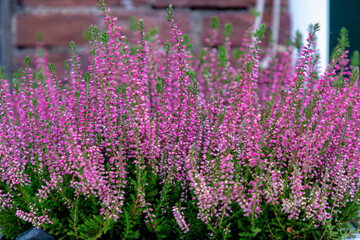 Selective focus bush of wild purple flowers Calluna vulgaris (heath, ling or simply heather) is the sole species in the genus Calluna in the flowering plant family Ericaceae, Nature floral background.