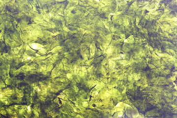 sea cabbage crispy classic is on the table