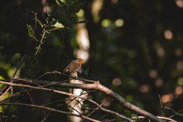 Fototapeta premium Small Robin sitting on a branch in a sun beam 