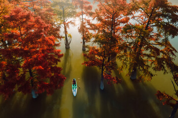 Aerial view with woman on paddle on stand up paddle board at lake with autumnal Taxodium distichum trees and sunshine