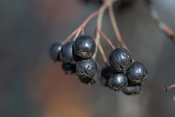 Ripe chokeberry berries in autumn, selective focus, blurred background