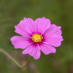 Closeup of flowers of Cosmos Bipinnatus in a garden in early autumn