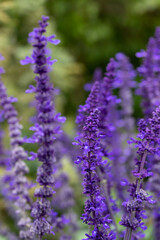 Closeup of flowers spikes of Salvia Mystic Spires Blue in a garden in early autumn