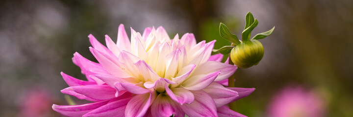 Fototapeta premium Closeup of Dahlia 'Hillcrest Candy' in a garden in autumn