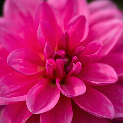Fototapeta premium Closeup of flowers of Dahlia 'Gerrie Hoek'