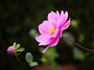 Closeup of flower of Dahlia 'Sascha' in a garden against a dark background