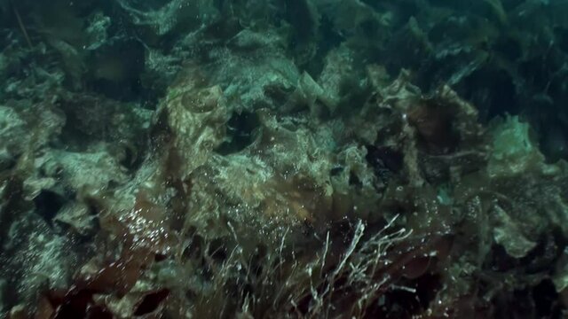 Underwater arctic landscape video in cold clear water of the Arctic Ocean in Norway Svalbard and floating around inhabitants of the seas. Amazing, beautiful marine life world of sea creatures.