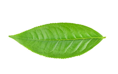 green tea leaf isolated on white background