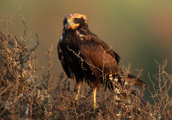Eurasian Marsh harrier perched on bush with oil on feathers  at Asker Marsh, Bahrain