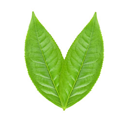 green tea leaf isolated on white background