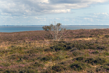 Inmitten der wunderschönen Natur der Braderuper Heide auf der gekannten Nordseeinsel Sylt im...