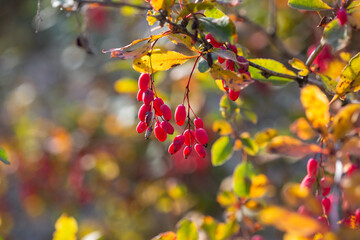 Ripe barberry berries on bush branches in autumn
