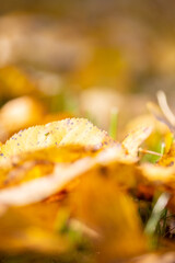 Bright yellow fallen leaves on the ground in autumn, selective focus