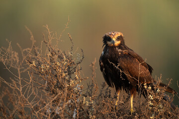 Eurasian Marsh harrier drenched in oil  at Asker Marsh, Bahrain