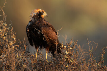Eurasian Marsh harrier drenched in oil  at Asker Marsh, Bahrain