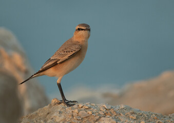 Isabelline Wheatear on a mound at Busaiteen, Bahrain