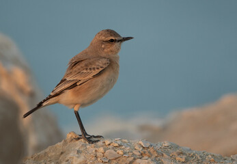 Closeup of a Isabelline Wheatear at Busaiteen coast of Bahrain