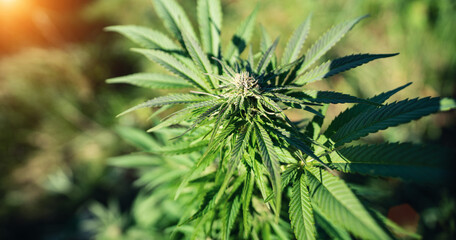 Green Leaf of Marijuana growing in nature - cannabis health concept