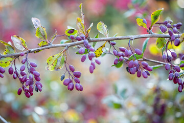 Ripe barberry berries on bush branches in autumn