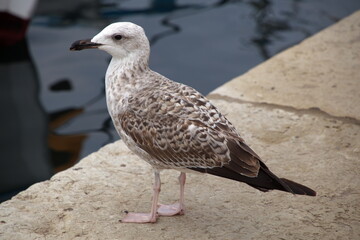 Möwe im Hafen