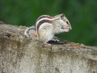 squirrel in the park