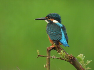 kingfisher on the branch