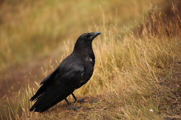 Raven on Grassy Hill