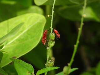 ladybird on a leaf
