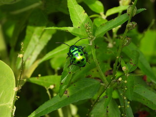 ladybug on leaf