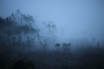 Fog in the Forest