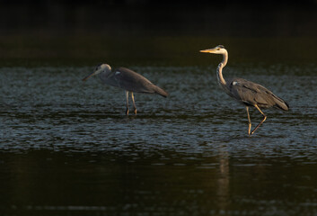 Grey Herons and reflection on water in the morning hours at Tubli bay, Bahrain