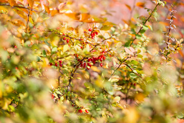 Ripe barberry berries on bush branches in autumn