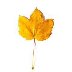 Yellow maple leaf as an autumn symbol. Isolated on white
