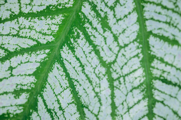 Caladium bicolor leaves, White caladium foliage isolated on white background, Caladium plant leaf. Macro view.