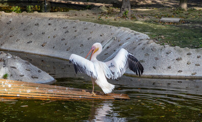 Pink Pelican