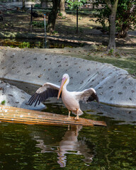 Obraz premium Pink Pelican