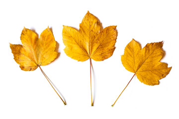 Yellow maple leafs as an autumn symbol. Isolated on white.