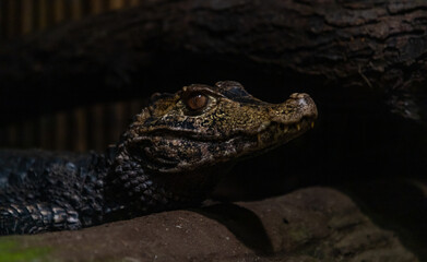 Cuvier's Dwarf Caiman