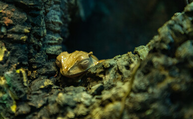 Whipping Frog