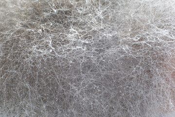 macro crystals and filaments of mold close-up